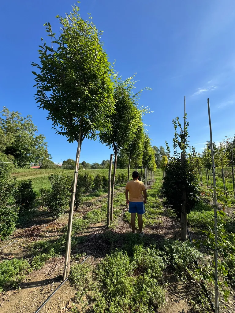 Zelkova serrata V. 70 cm H. 70 cm Zelkova Serrata - Az. Agr. Folium Vivai Di Dott. Pisto Domenico