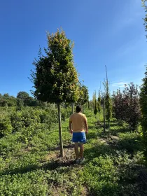 Carpinus betulus V. 80 cm H. 80 cm Carpinus Betulus - Az. Agr. Folium Vivai Di Dott. Pisto Domenico