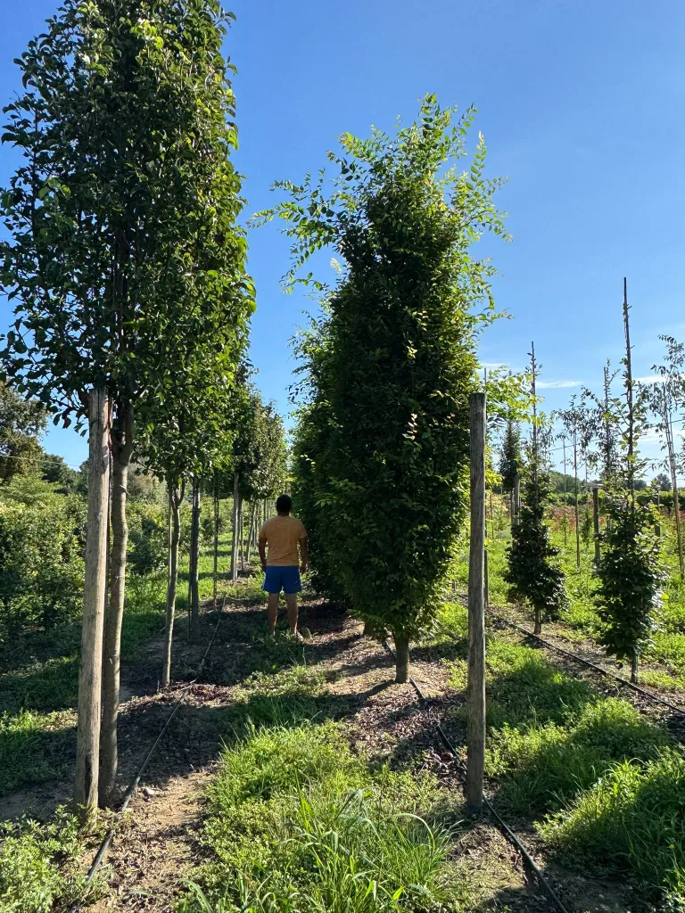 Zelkova serrata sartori V. 80 cm H. 80 cm Zelkova Serrata Sartori - Az. Agr. Folium Vivai Di Dott. Pisto Domenico