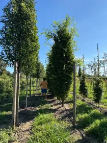 Zelkova serrata sartori V. 80 cm H. 80 cm Zelkova Serrata Sartori - Az. Agr. Folium Vivai Di Dott. Pisto Domenico