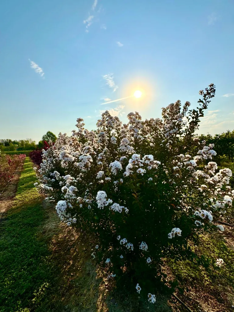 Lagerstroemia nivea V. 30 cm H. 30 cm Lagerstroemia Nivea - Az. Agr. Folium Vivai Di Dott. Pisto Domenico