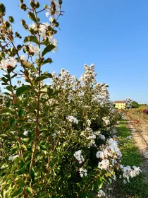 Lagerstroemia nivea V. 30 cm H. 30 cm Lagerstroemia Nivea - Az. Agr. Folium Vivai Di Dott. Pisto Domenico
