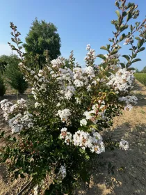 Lagerstroemia nivea V. 30 cm H. 30 cm Lagerstroemia Nivea - Az. Agr. Folium Vivai Di Dott. Pisto Domenico
