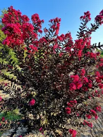 Lagerstroemia dynamite V. 30 cm H. 30 cm Lagerstroemia Dynamite - Az. Agr. Folium Vivai Di Dott. Pisto Domenico