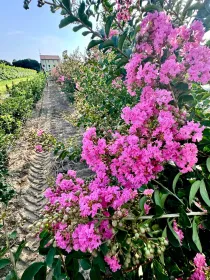 Lagerstroemia lilla / rosa V. 30 cm H. 30 cm Lagerstroemia Lilla / Rosa - Az. Agr. Folium Vivai Di Dott. Pisto Domenico