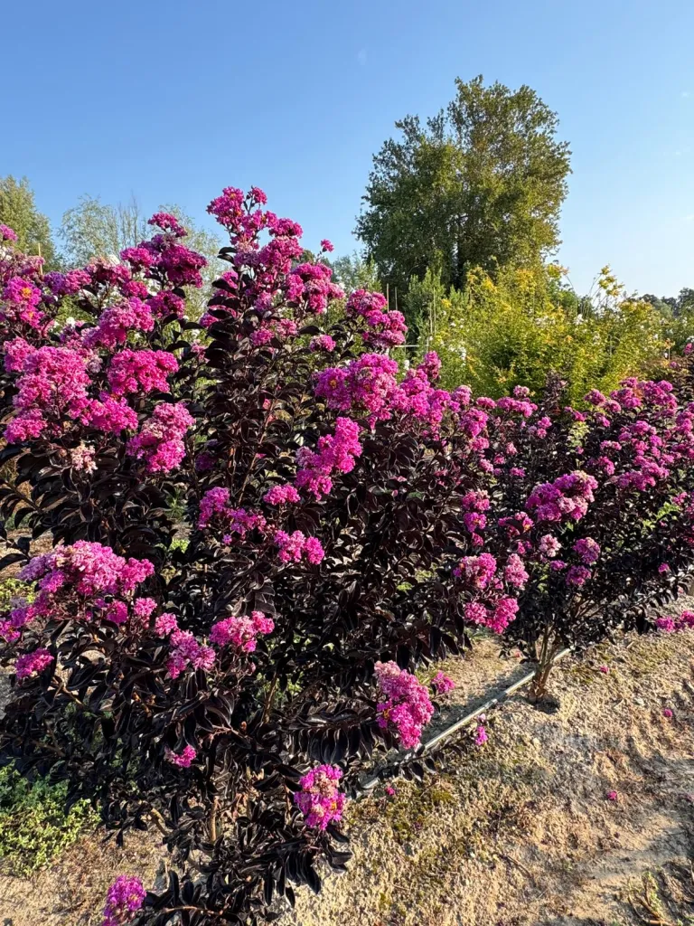 Lagerstroemia lilla / rosa V. 30 cm H. 30 cm Lagerstroemia Lilla / Rosa - Az. Agr. Folium Vivai Di Dott. Pisto Domenico