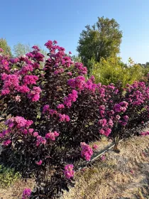 Lagerstroemia lilla / rosa V. 30 cm H. 30 cm Lagerstroemia Lilla / Rosa - Az. Agr. Folium Vivai Di Dott. Pisto Domenico