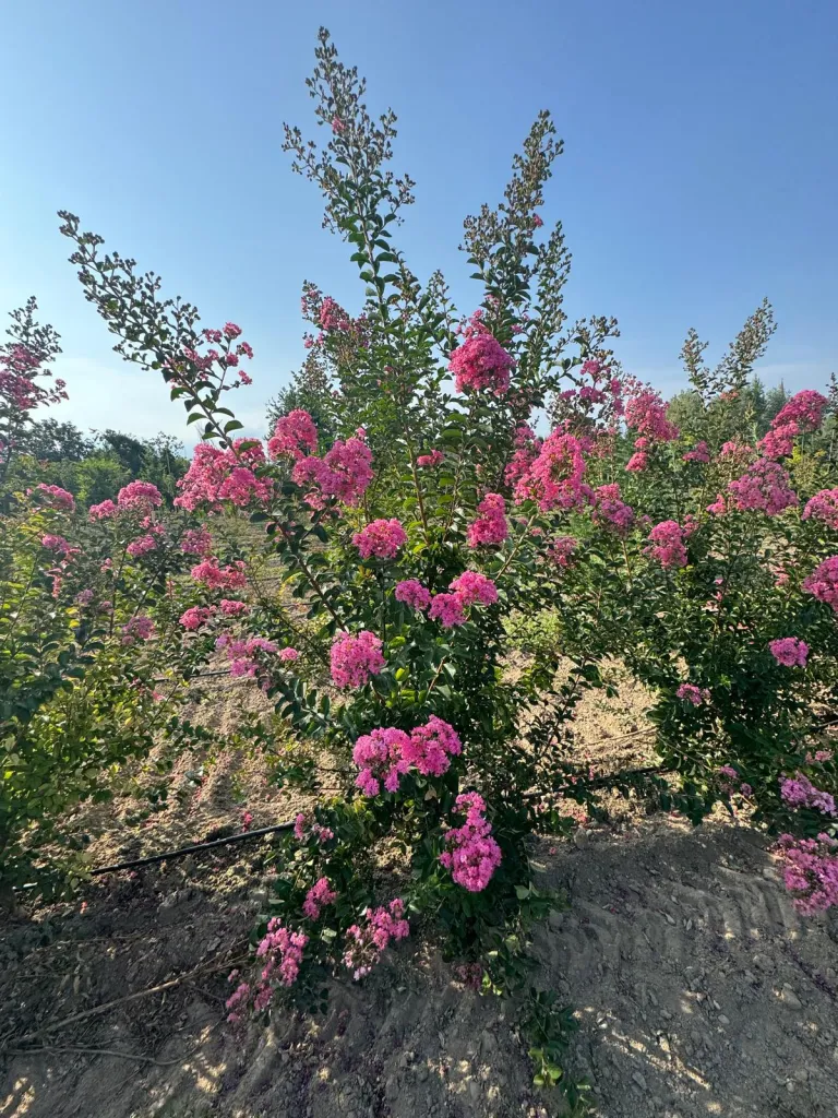 Lagerstroemia lilla / rosa V. 30 cm H. 30 cm Lagerstroemia Lilla / Rosa - Az. Agr. Folium Vivai Di Dott. Pisto Domenico