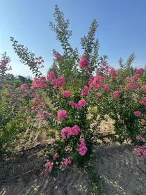 Lagerstroemia lilla / rosa V. 30 cm H. 30 cm Lagerstroemia Lilla / Rosa - Az. Agr. Folium Vivai Di Dott. Pisto Domenico