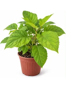 Hydrangea arb. annabelle V. 18 cm H. 45 cm Annabelle Ortensia Annabelle - Top Garden Vivai Di Boiocchi Valeria