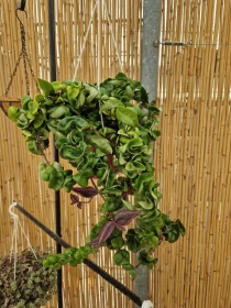 Hoya carnosa 'Compacta' V. 18 cm H. 45 cm - Azienda Florovivaistica Ponteflora Di Pisapia Antonio