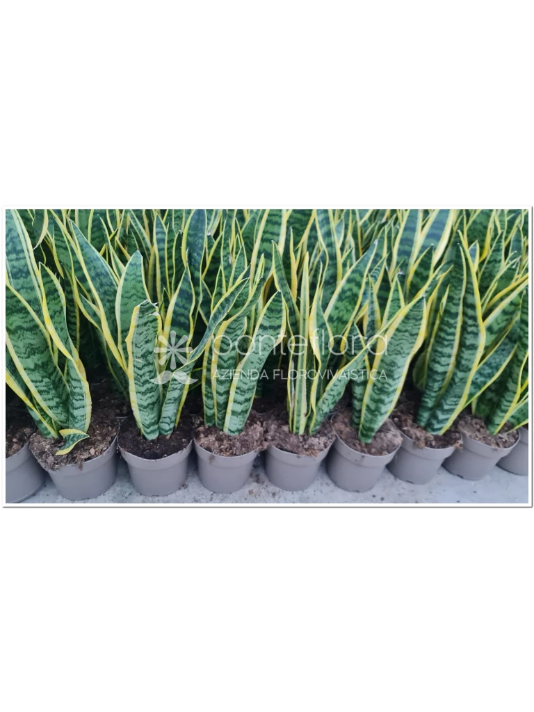Sansevieria Laurentii V. 17 cm H. 70 cm - Azienda Florovivaistica Ponteflora Di Pisapia Antonio